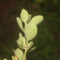 Ruellia patula Jacq.